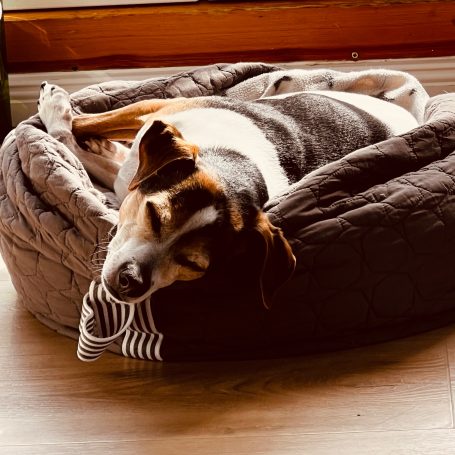 kleine Hunde willkommen